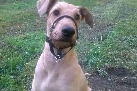 Do adopcji: LUNA - suczka o złotym sercu!