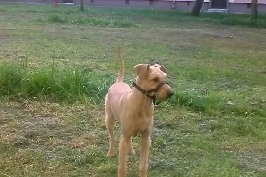Do adopcji: LUNA - suczka o złotym sercu!