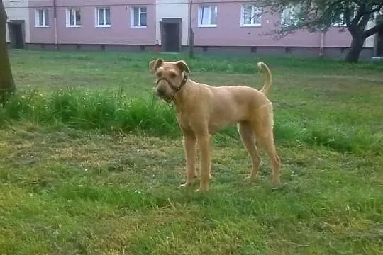 Do adopcji: LUNA - suczka o złotym sercu!