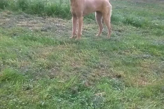Do adopcji: LUNA - suczka o złotym sercu!