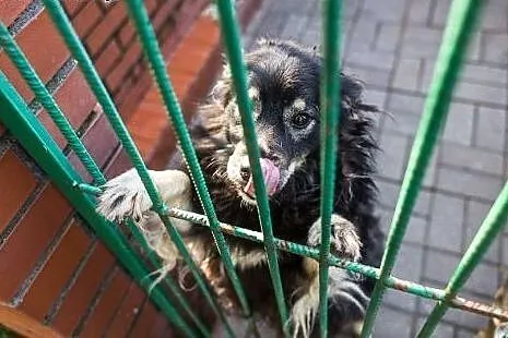 Psia Perła szuka domu ,  opolskie Opole
