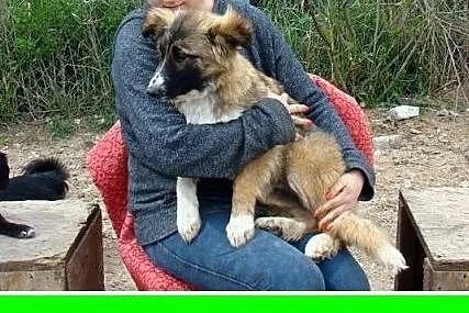 6 mies. szczeniak,duża,spokojna suczka KABULA,szczepiona.ADOPCJA,  mazowieckie Warszawa