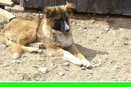 6 mies. szczeniak,duża,spokojna suczka KABULA,szcz