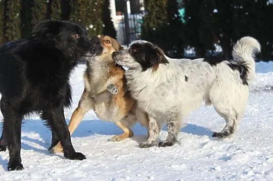 Nakolankowy,roczny Misiu łagodny, piękny psiaczek 