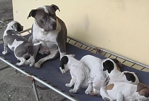 Amstaff szczeniaki, lubelskie Puławy