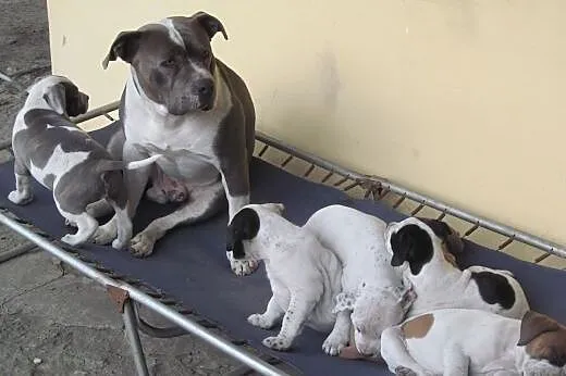 amstaff szczeniaki, lubelskie Puławy