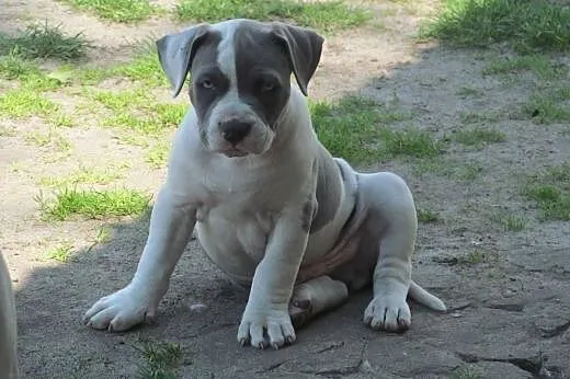Amstaff szczeniaki,  lubelskie Puławy