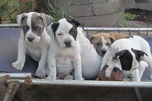 Amstaff szczeniaki,  lubelskie Puławy
