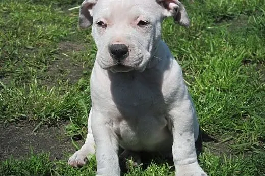 Amstaff szczeniaki,  lubelskie Puławy