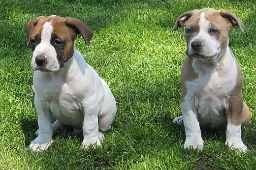 Amstaff szczeniaki,  lubelskie Puławy