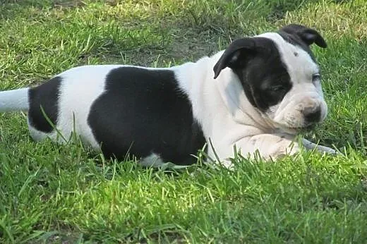 Amstaff szczeniaki,  lubelskie Puławy