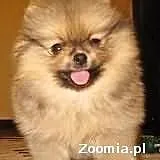 Szpica miniaturowego-Pomeraniana kupię