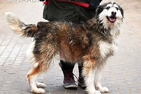 KOLOMBO bardzo oryginalny, piękny, kontaktowy pies