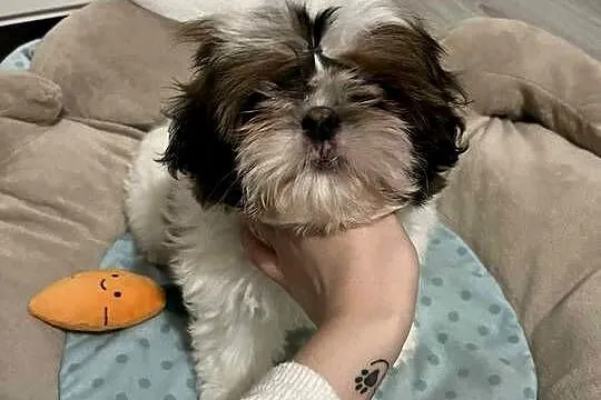 Piesek Shih-Tzu