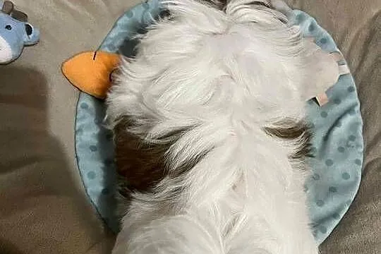 Piesek Shih-Tzu, Łódzkie, Mokrsko