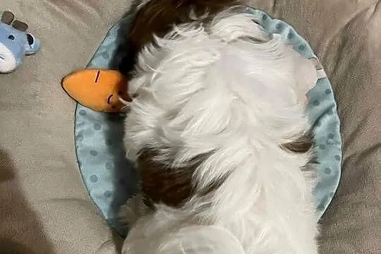 Piesek Shih-Tzu, Łódzkie, Mokrsko