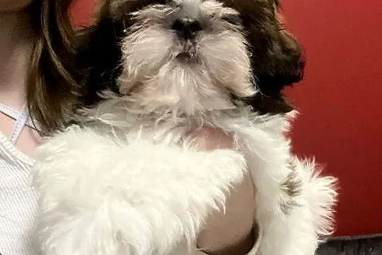 Piesek Shih-Tzu, Łódzkie, Mokrsko