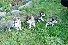 Szczeniak Husky Syberian szczeniaki Husky syberyjski