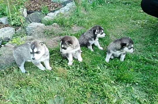 Szczeniak Husky Syberian szczeniaki Husky syberyjski