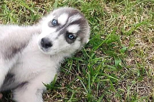 Szczeniak Husky Syberian szczeniaki Husky syberyjski, Podkarpackie, Widełka
