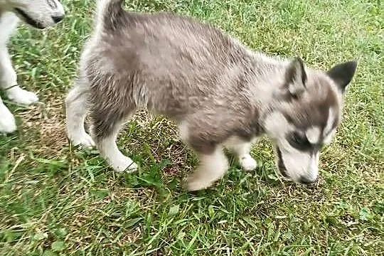Szczeniak Husky Syberian szczeniaki Husky syberyjski, Podkarpackie, Widełka