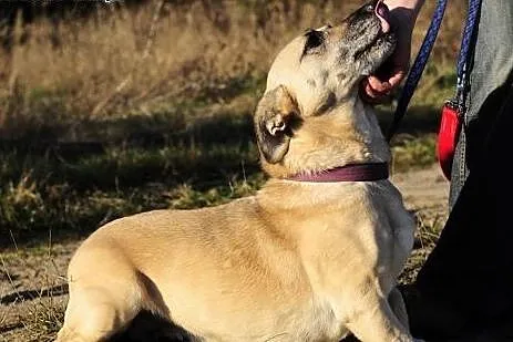 Fiona- czeka na swój nowy dom !,  mazowieckie Wars