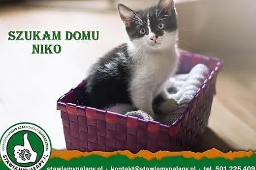 Niko szuka domu. Fundacja Stawiamy Na Łapy,  małop
