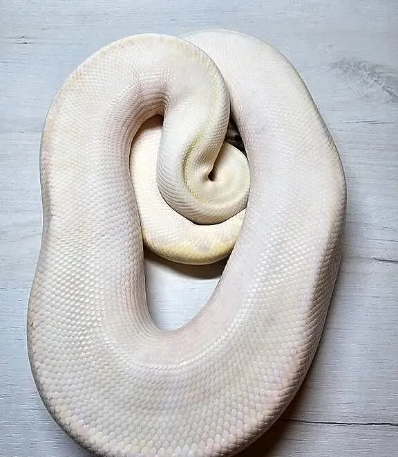 Pyton królewski python regius samiec dorosły, Dolnośląskie, Wrocław