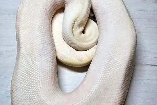 Pyton królewski python regius samiec dorosły, Dolnośląskie, Wrocław