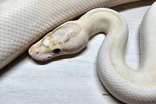 Pyton królewski python regius samiec dorosły, Dolnośląskie, Wrocław