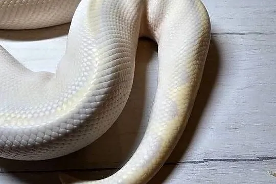 Pyton królewski python regius samiec dorosły, Dolnośląskie, Wrocław