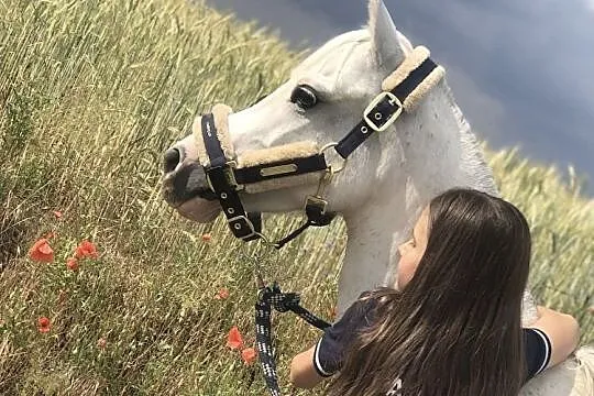 Kucyk grupy B do dzierżawy, Przeźmierowo