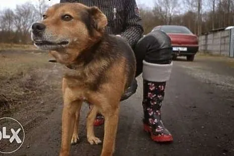 Maks błaga o dom !!!,  śląskie Dąbrowa Górnicza