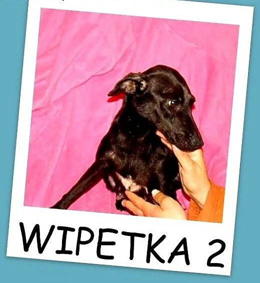 Cudowna sunia WIPETKA 2, waga 10 kg,tulaśna,łagodn