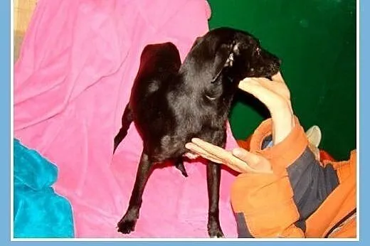 Cudowna sunia WIPETKA 2, waga 10 kg,tulaśna,łagodn
