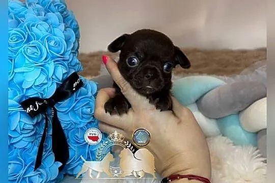 Chihuahua krótkowłosy czekoladowy piękny badania DNA , rodowód