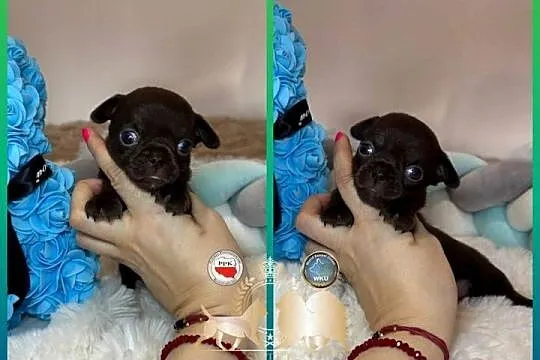 Chihuahua krótkowłosy czekoladowy piękny badania DNA , rodowód, Łódzkie, Bełchatów