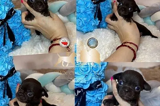 Chihuahua krótkowłosy czekoladowy piękny badania DNA , rodowód, Łódzkie, Bełchatów