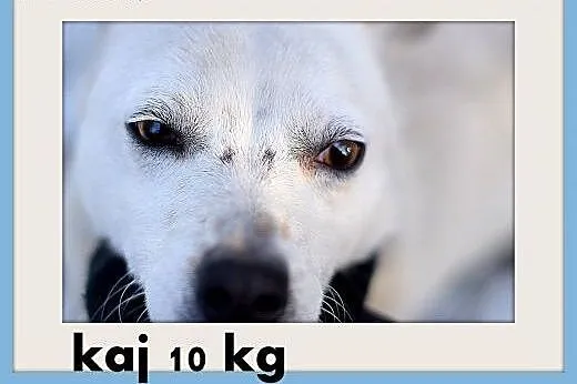 KAJ,mały,9kg,łagodny,wesoły,toarzyski piesek.ADOPC