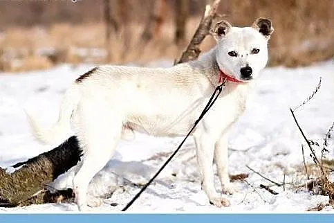KAJ,mały,9kg,łagodny,wesoły,toarzyski piesek.ADOPC
