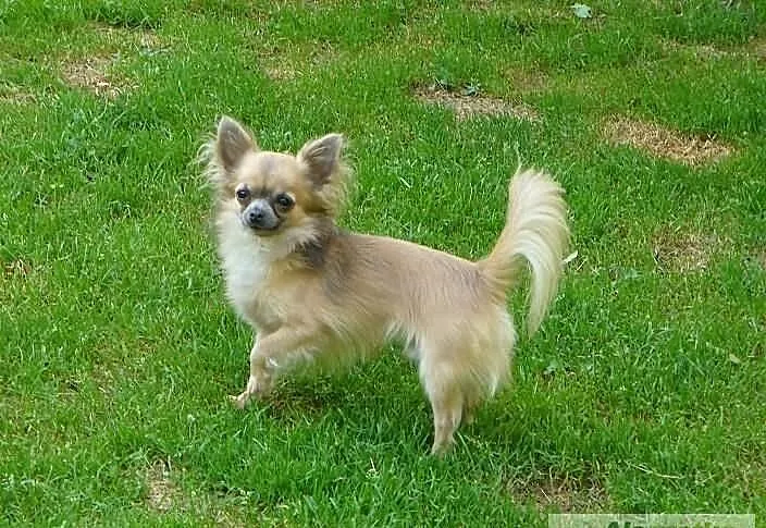 Reproduktor chihuahua.