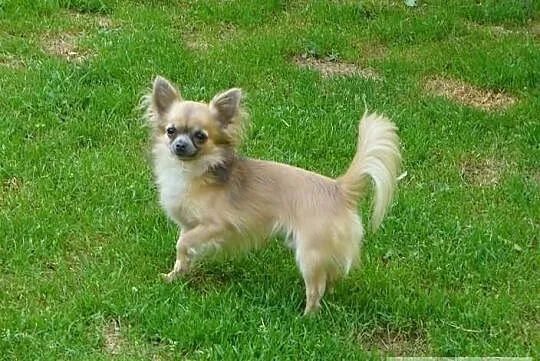 Reproduktor chihuahua.
