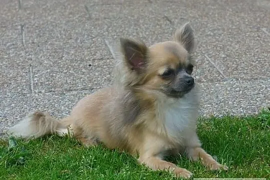 Reproduktor chihuahua.