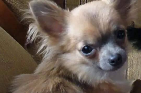 Reproduktor chihuahua.