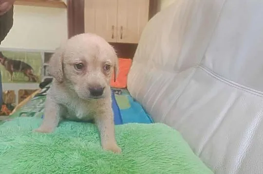 Labrador szczeniak [ Bielsko - Biała ]
