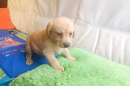 Labrador szczeniak [ Bielsko - Biała ], Śląskie, Bielsko-Biała