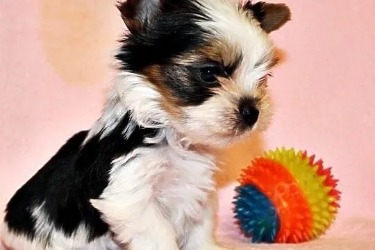 Biewer Yorkshire Terrier pieski na sprzedaż rodowód FCI ZKwP, Małopolskie, Kraków