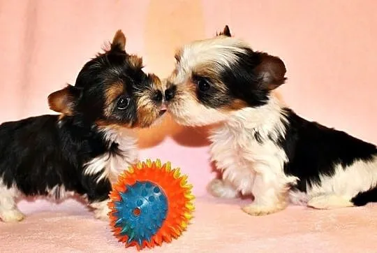 Biewer Yorkshire Terrier pieski na sprzedaż rodowód FCI ZKwP, Małopolskie, Kraków