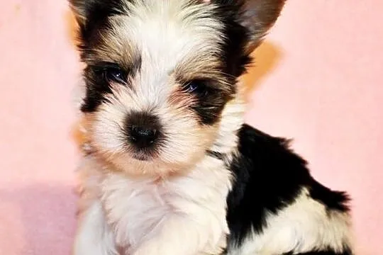 Biewer Yorkshire Terrier pieski na sprzedaż rodowód FCI ZKwP, Małopolskie, Kraków