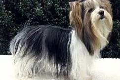 Biewer Yorkshire Terrier pieski na sprzedaż rodowód FCI ZKwP, Małopolskie, Kraków